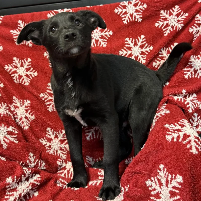 Big Macoots thumbnail 4