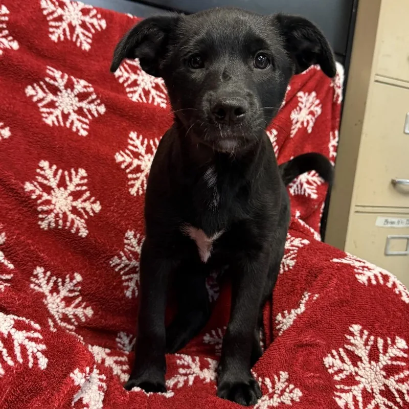 Big Macoots thumbnail 5