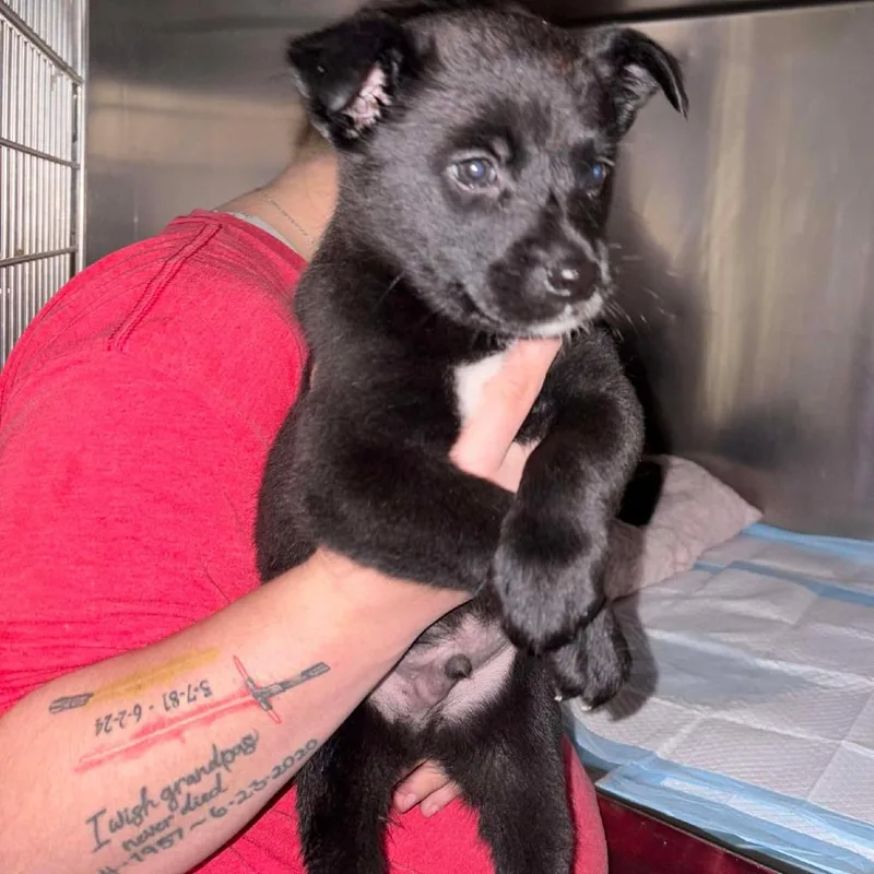 Big Macoots thumbnail 6