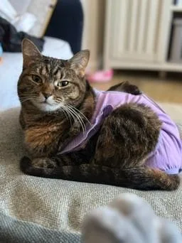 Blanket Your New Snuggle