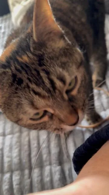 Blanket Your New Snuggle thumbnail 4