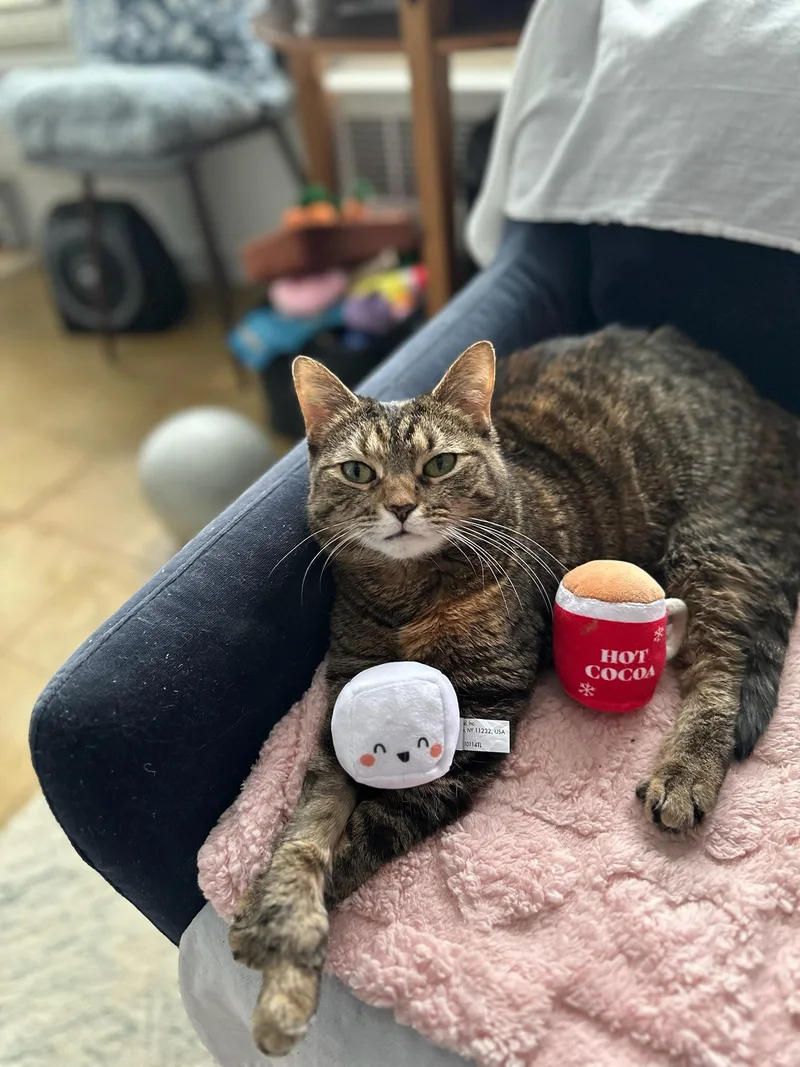 Blanket Your New Snuggle thumbnail 6