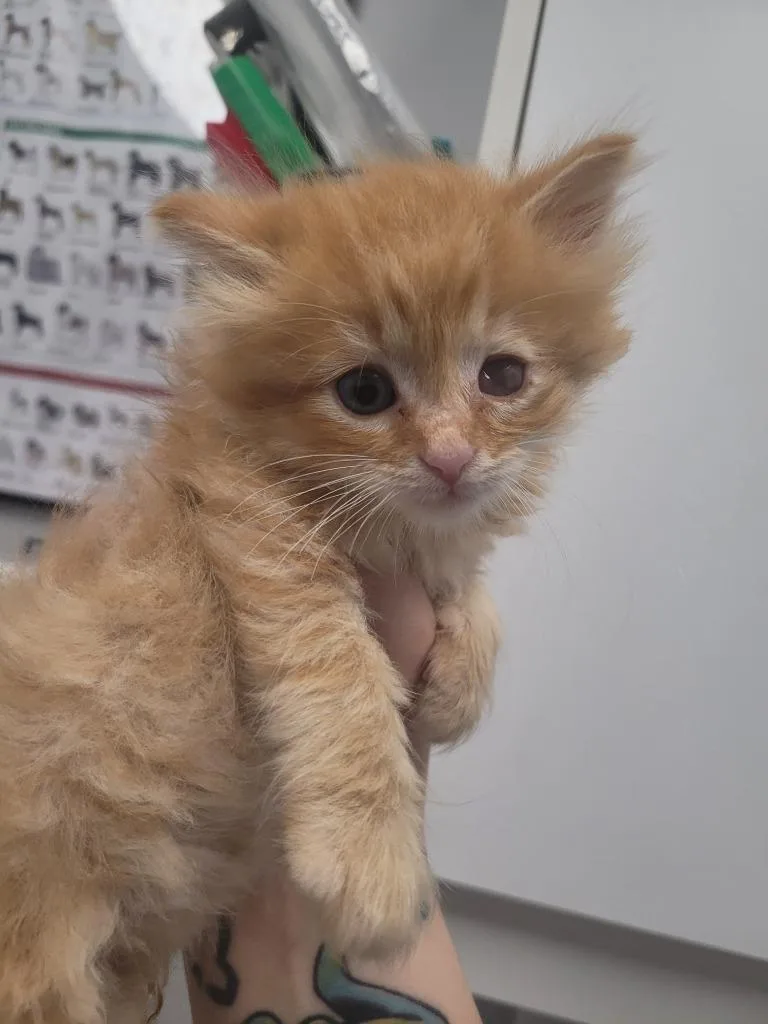 A baby small-sized male Domestic Long Hair cat named Mustang for adoption in Angola, IN