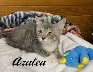 Azalea