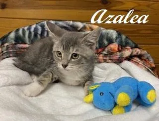 Azalea thumbnail 2