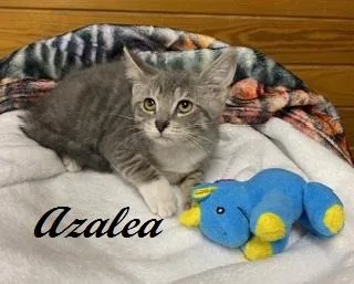 Azalea thumbnail 3