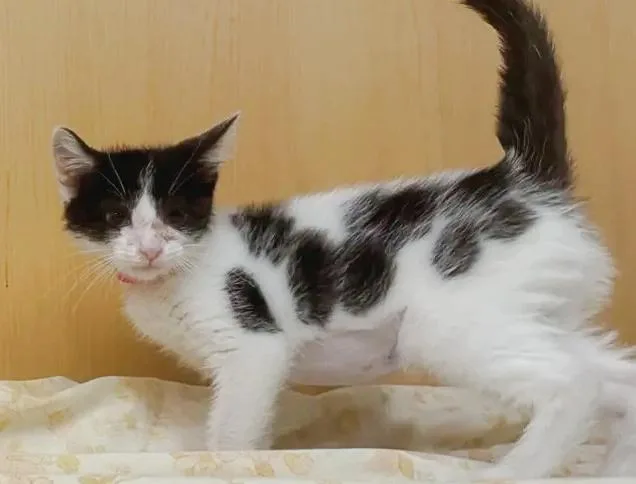 A baby small-sized female Domestic Short Hair cat named Begonia for adoption in Saint Louis, MO