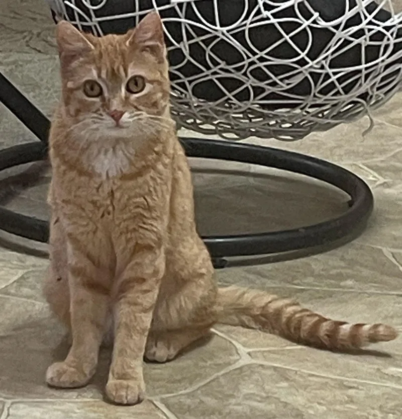 A baby small-sized female Orange & White Domestic Short Hair cat named Tiny for adoption in Neillsville, WI