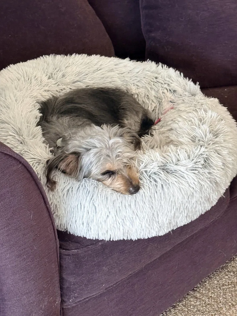 An adult small-sized female Yorkshire Terrier dog named Suki for adoption in Rootstown, OH