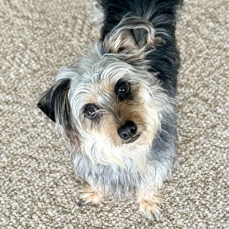 Suki thumbnail 2