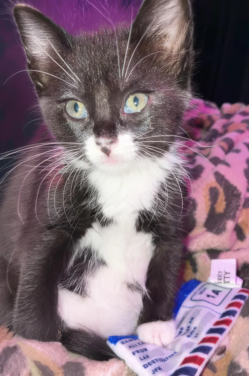 A baby medium-sized female Black & White / Tuxedo Domestic Short Hair cat named Rosie for adoption in Nashville, TN