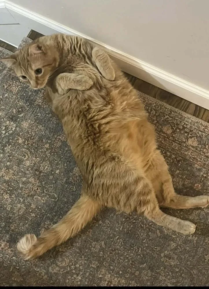 An adult medium-sized male Orange & White Tabby cat named Marlin for adoption in Martinsburg, WV