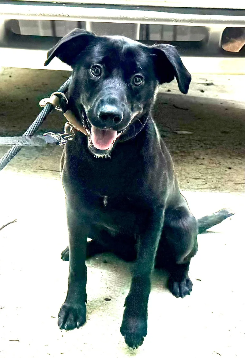 A baby medium-sized female Black Labrador Retriever dog named Miley for adoption in Andover, MA