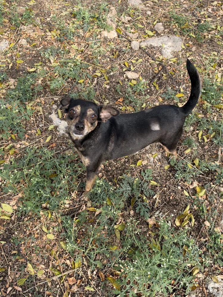 A young small-sized female Brown / Chocolate Chihuahua dog named Nior for adoption in Norfolk, MA