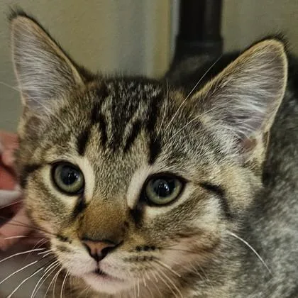 A baby medium-sized male Domestic Short Hair cat named Gromit for adoption in Pleasanton, CA