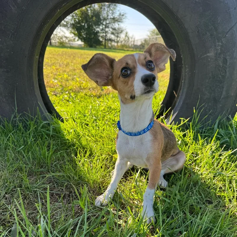 A young small-sized female Chihuahua dog named Dory for adoption in Monticello, IA