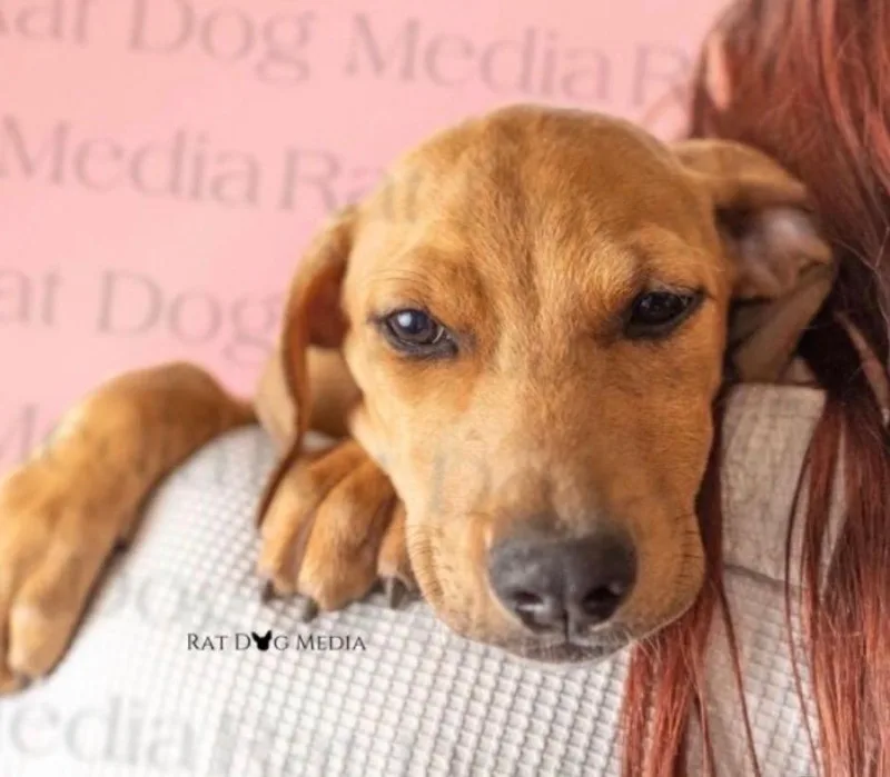 A baby large-sized female Yellow Labrador Retriever dog named Nickel for adoption in Evergreen, CO