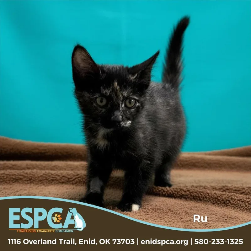 A baby small-sized female Tortoiseshell Domestic Short Hair cat named Ru for adoption in Enid, OK