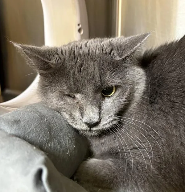 Gracie