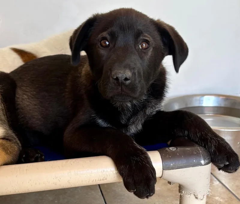 A baby medium-sized female Australian Cattle Dog / Blue Heeler dog named Dumesti for adoption in Fort Lupton, CO