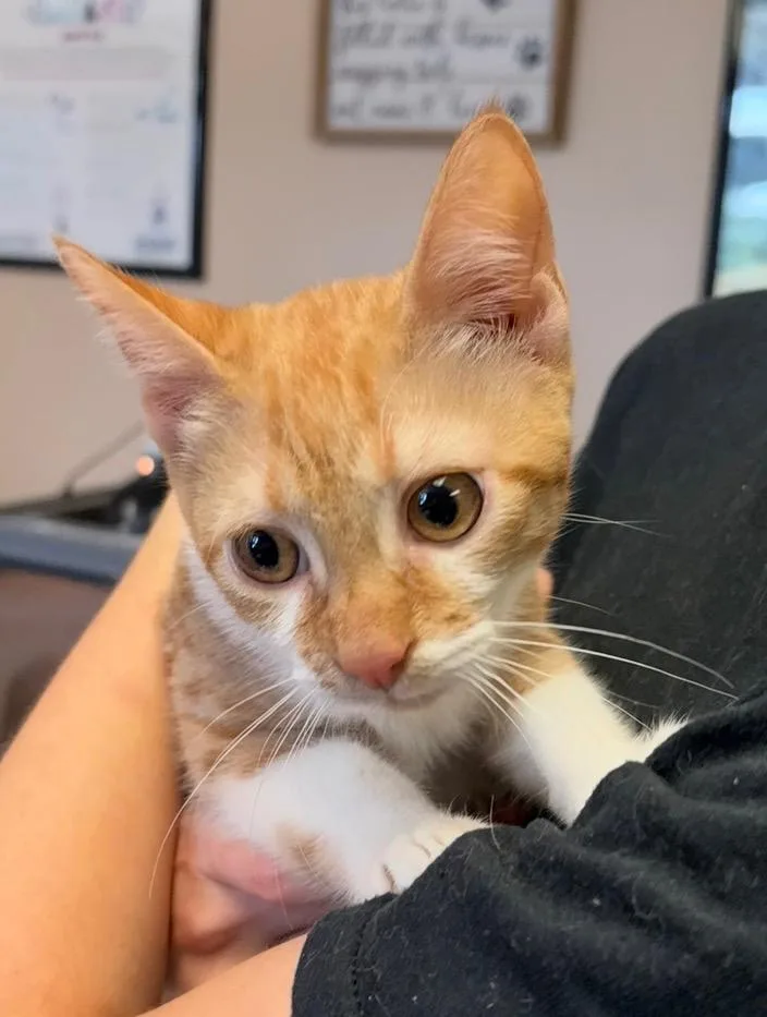 A baby small-sized male Domestic Short Hair cat named Visa for adoption in Maumelle, AR