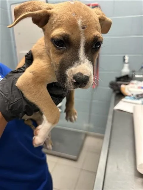 A baby small-sized male Pit Bull Terrier dog named Butterfinger for adoption in Corpus Christi, TX