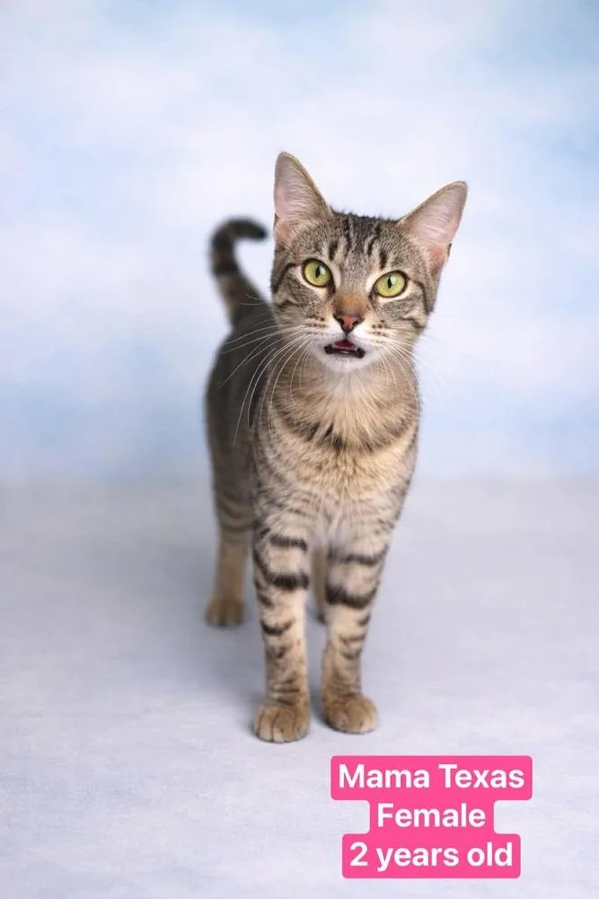 An adult medium-sized female Tabby (Brown / Chocolate) Tabby cat named Mama Texas for adoption in Manteca, CA