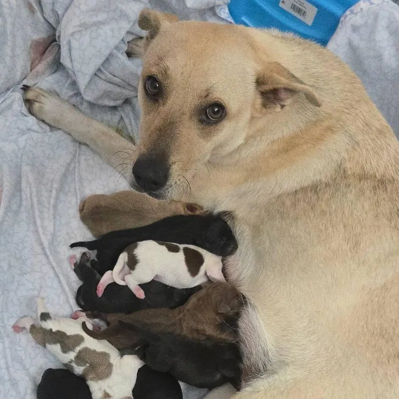 Belle