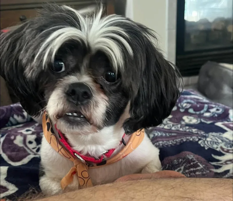 An adult small-sized male Gray / Blue / Silver Shih Tzu dog named Yankee for adoption in New London, WI