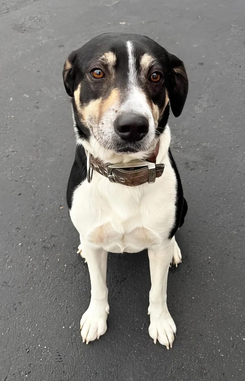 An adult medium-sized male Black Mixed Breed dog named Evan for adoption in Nashville, TN