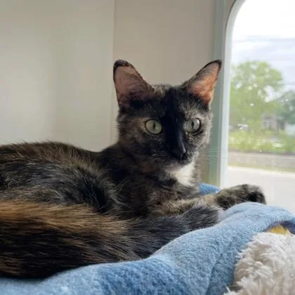 An adult small-sized female Domestic Short Hair cat named Sophie for adoption in Wheaton, IL