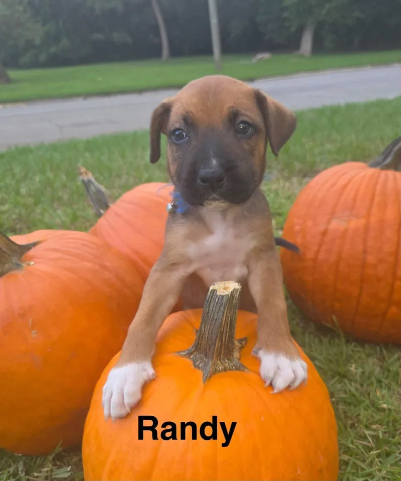 A baby medium-sized male Boxer dog named Randy for adoption in Navarre, FL