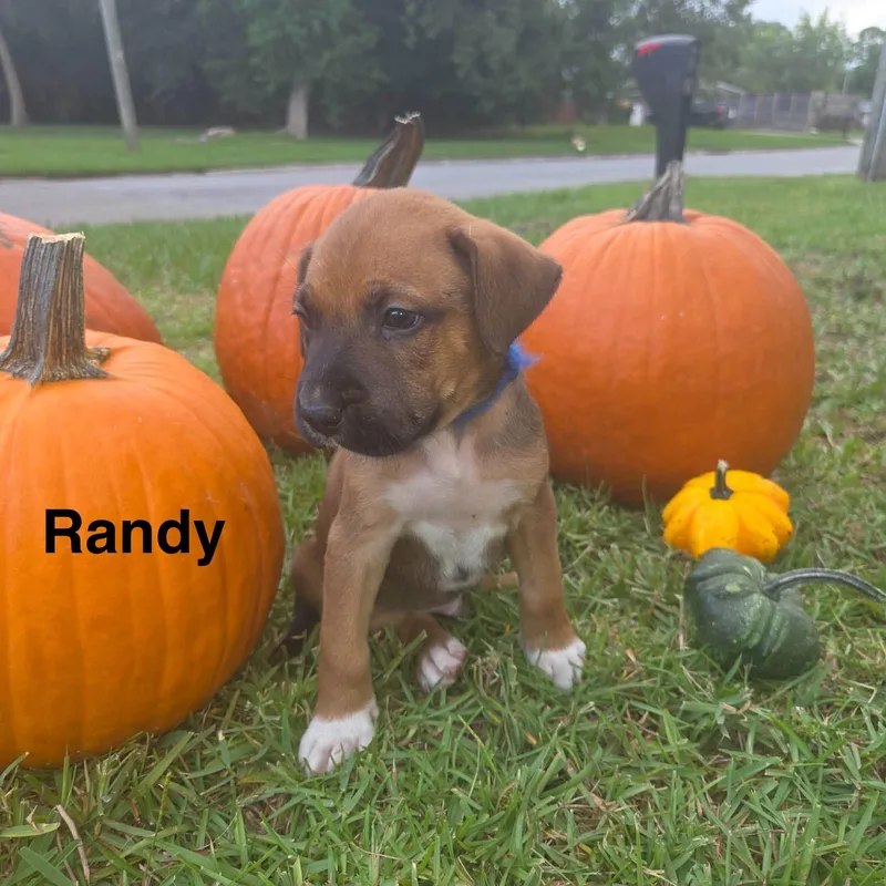 Randy thumbnail 2