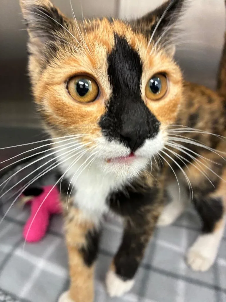 A baby small-sized female Calico cat named Sunlight for adoption in Hartsville, SC