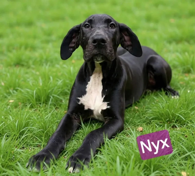 Nyx