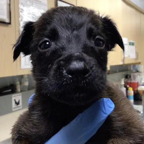 A baby small-sized male German Shepherd Dog dog named Steven for adoption in Riverside, CA