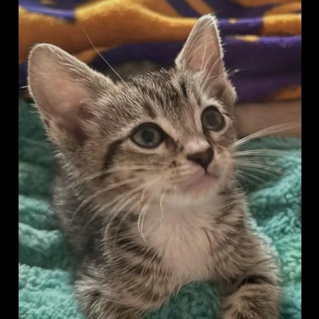 A baby small-sized male Domestic Short Hair cat named Bob for adoption in Auburn, CA