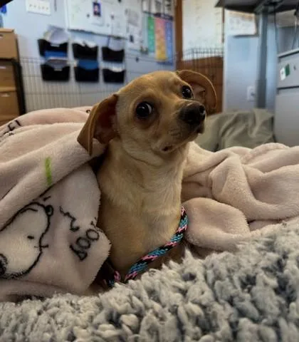 An adult small-sized male Chihuahua dog named Rami for adoption in Seattle, WA