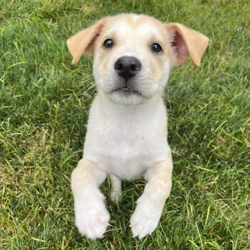 Boone