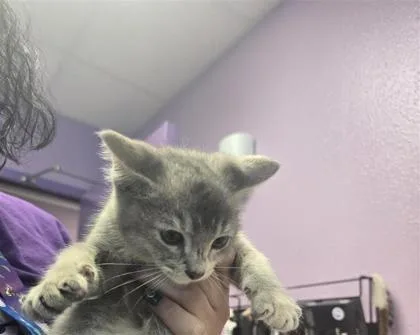 A baby small-sized female Domestic Short Hair cat named Mouse for adoption in El Paso, TX