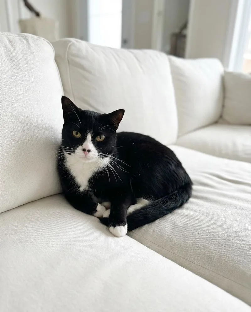 A young medium-sized male Tuxedo cat named Marty for adoption in Walnut Creek, CA