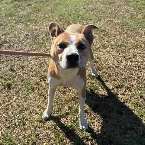 An adult medium-sized female Border Collie dog named Abby for adoption in Madill, OK