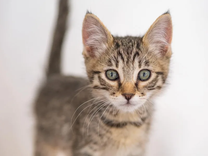 A baby medium-sized male Domestic Short Hair cat named Koda for adoption in Globe, AZ