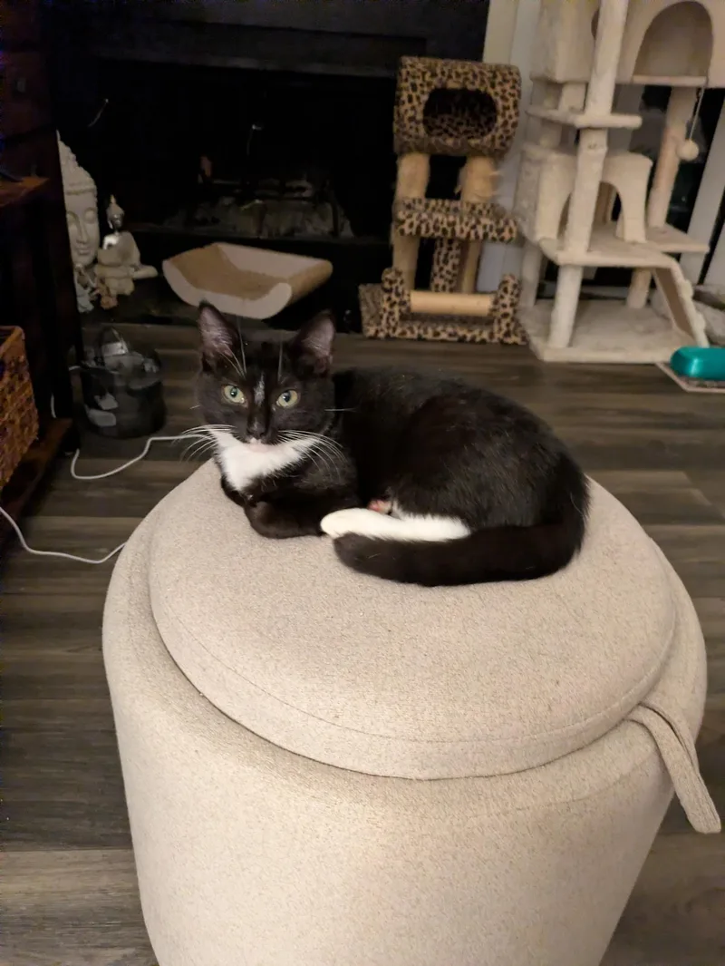 A baby small-sized female Black & White / Tuxedo American Shorthair cat named Zippy for adoption in North Chesterfield, VA