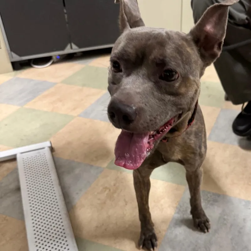 An adult small-sized male Brindle Pit Bull Terrier dog named Luis for adoption in Upland, CA
