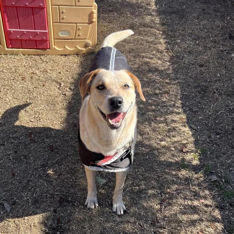 An adult large-sized female Yellow / Tan / Blond / Fawn Labrador Retriever dog named Amelia Earhart for adoption in Austin, TX
