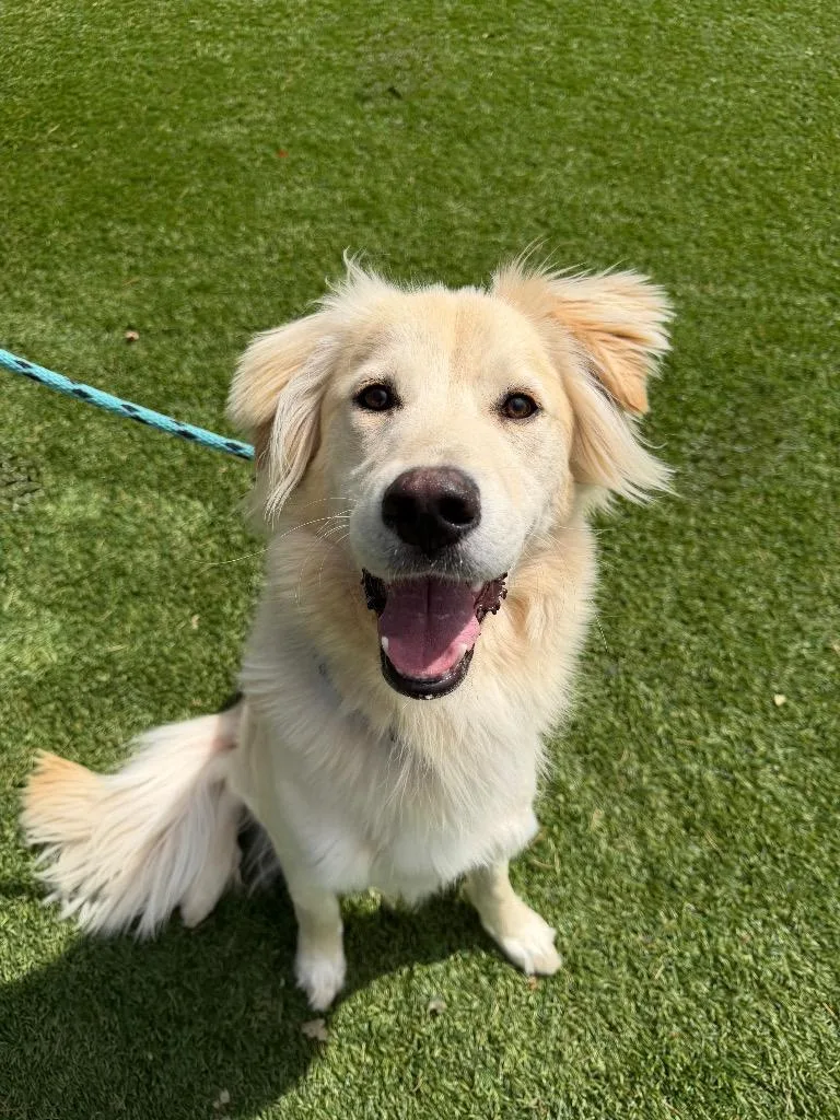 A young large-sized male Golden Retriever dog named Kenai for adoption in Chico, CA