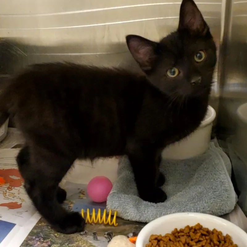 A baby small-sized female Domestic Short Hair cat named Lemonade for adoption in Novelty, OH