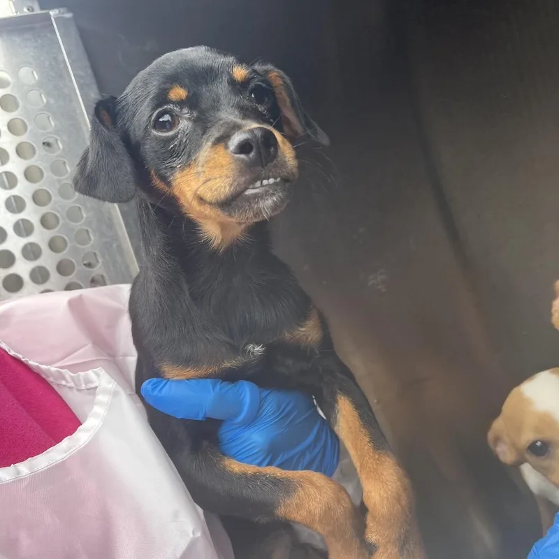 A young small-sized male Black Chihuahua dog named Walnut for adoption in Edinburg, TX