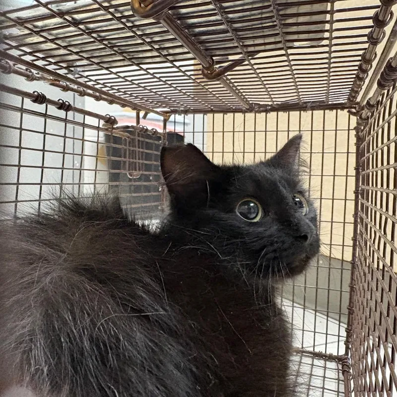 A young medium-sized female Black Domestic Short Hair cat named Davy for adoption in Austin, TX